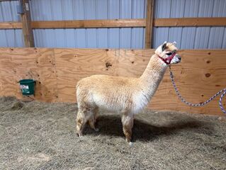 Photo of Homestead Arts Farm Dominik