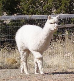 Photo of Belle