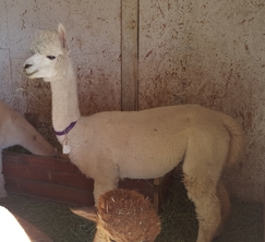 Photo of Tiny Dancer