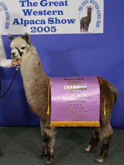 Champion