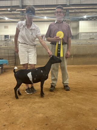 Photo of LT-Farm Fancy is her Name 3*M