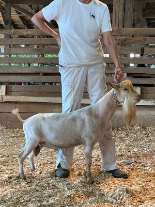 Photo of LT-Farm A Lil MoonDust “Dusty”