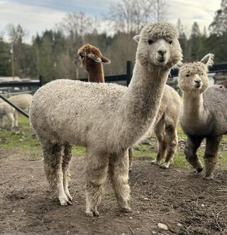 Photo of Rosey D's Riko