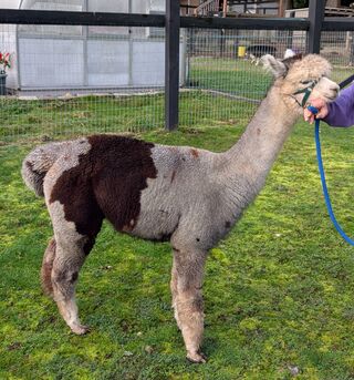 Photo of Utopia's Silver Diamond