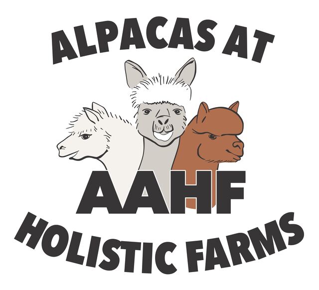 Alpacas at Holistic Farms