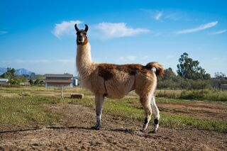 Photo of Hillary Clinton