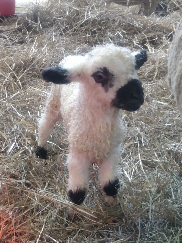 Woolgate Farm