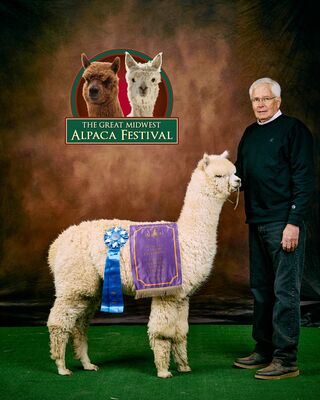 Photo of LibertyAlpacas Americus