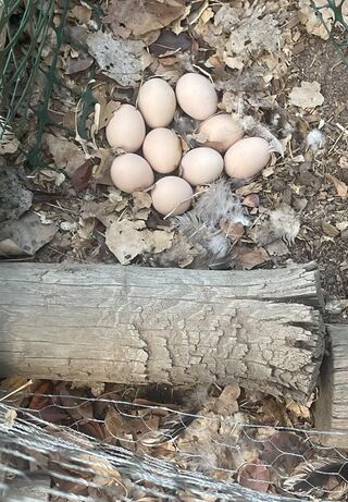 Photo of Farm Fresh Eggs