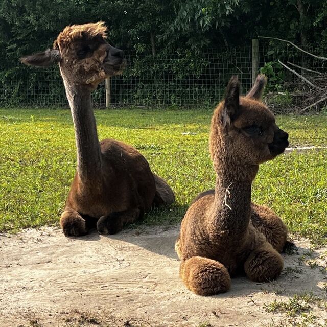 Therapeutic Alpaca Walk