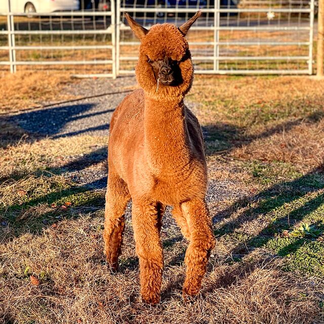 Therapeutic Alpaca Walk