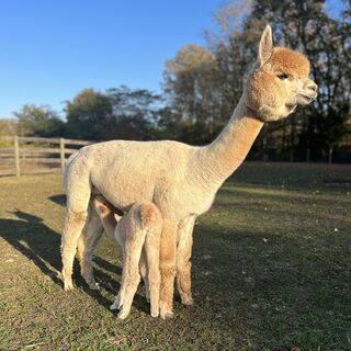 Photo of Sunst Tristan's Sunny Rae 