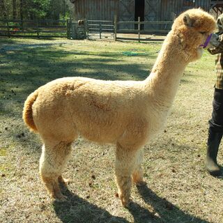 Photo of KCF Brody