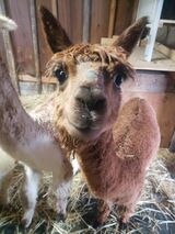 alpaca for sale