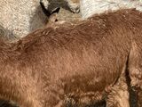 alpaca for sale