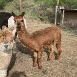 alpaca for sale