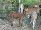 alpaca for sale