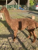 alpaca for sale