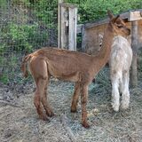 alpaca for sale
