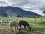 alpaca for sale