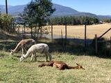 alpaca for sale