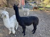 alpaca for sale
