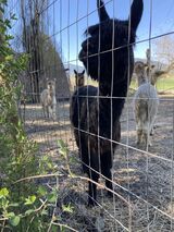 alpaca for sale