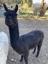 alpaca for sale