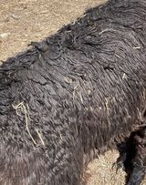 alpaca for sale