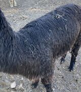 alpaca for sale