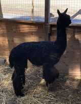 alpaca for sale