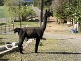 alpaca for sale
