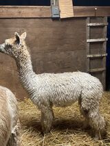 alpaca for sale