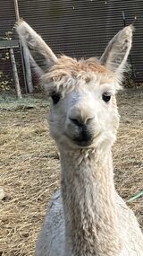 alpaca for sale