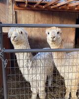alpaca for sale