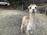 alpaca for sale