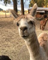 alpaca for sale