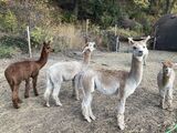 alpaca for sale