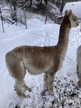 alpaca for sale