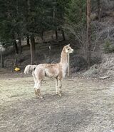 alpaca for sale
