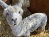 alpaca for sale