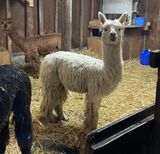 alpaca for sale