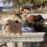 alpaca for sale