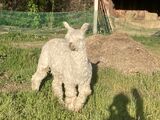 alpaca for sale