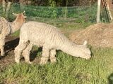 alpaca for sale