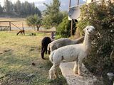 alpaca for sale