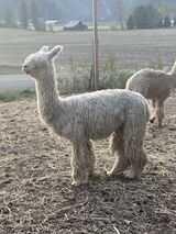 alpaca for sale