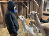 alpaca for sale