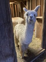 alpaca for sale
