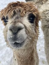 alpaca for sale